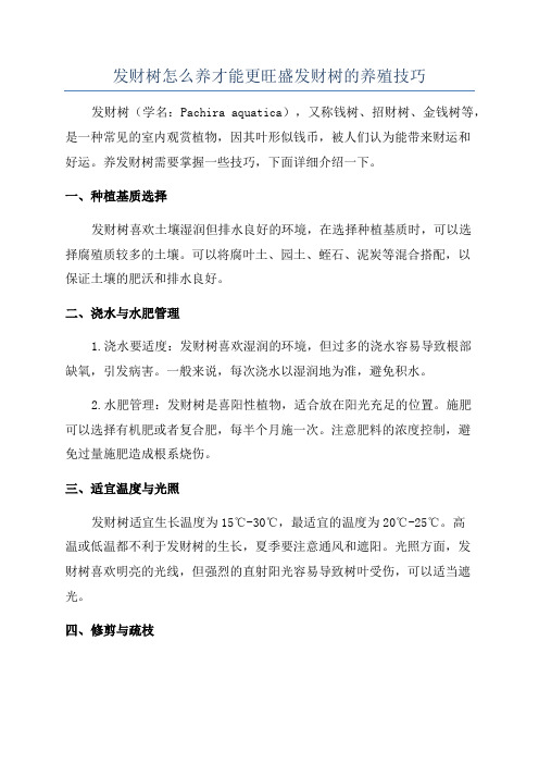 发财树怎么养才能更旺盛发财树的养殖技巧