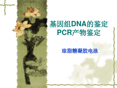3-基因组DNA与PCR产物的鉴定