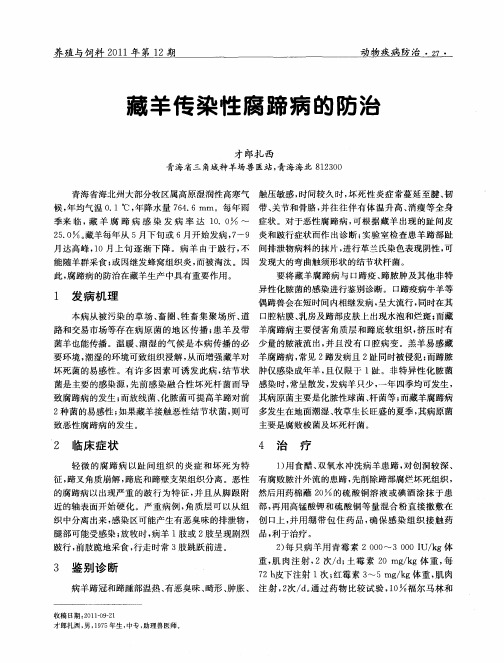藏羊传染性腐蹄病的防治