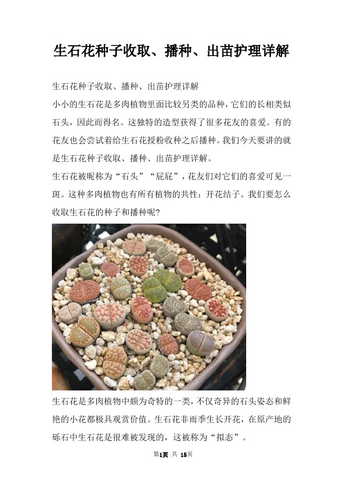 生石花种子收取、播种、出苗护理详解