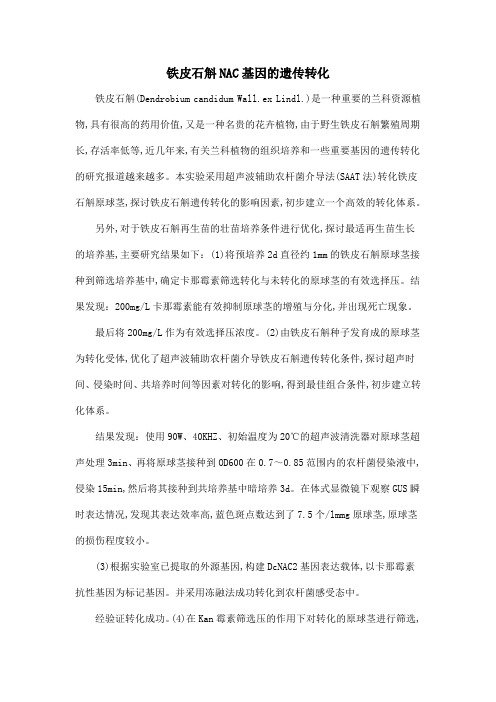 铁皮石斛NAC基因的遗传转化
