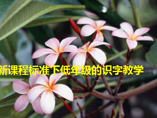 低年级识字教学专题讲座