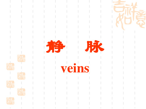人体解剖学-静脉 PPT课件