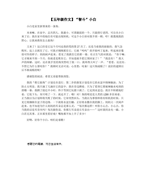 【五年级作文】“智斗”小白