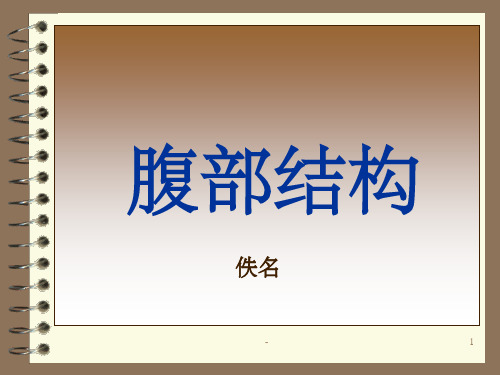 腹部脏器位置详解 ppt