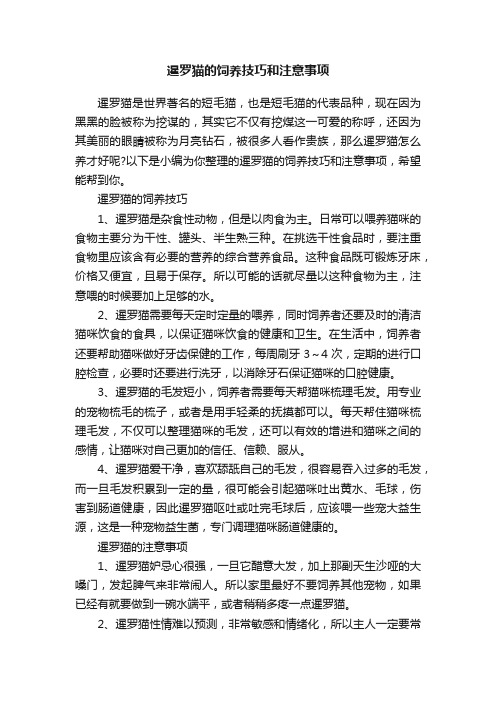 暹罗猫的饲养技巧和注意事项