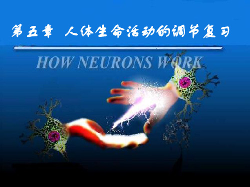 七年级生物下册 第三单元 第五章 人体生命活动的调节复习课件 (新版)济南版