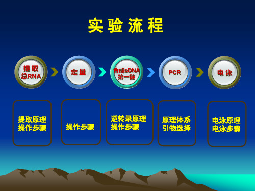 总RNA的提取和RCRPPT课件