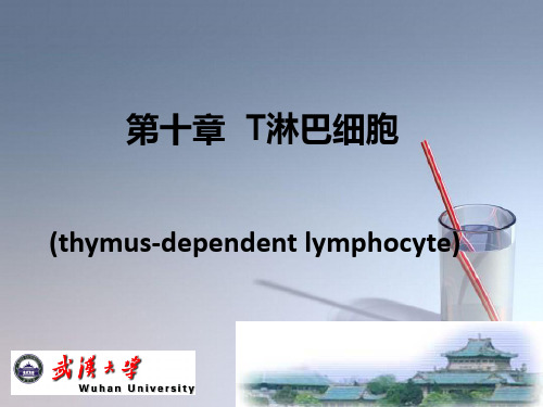 课件：第10章 T淋巴细胞
