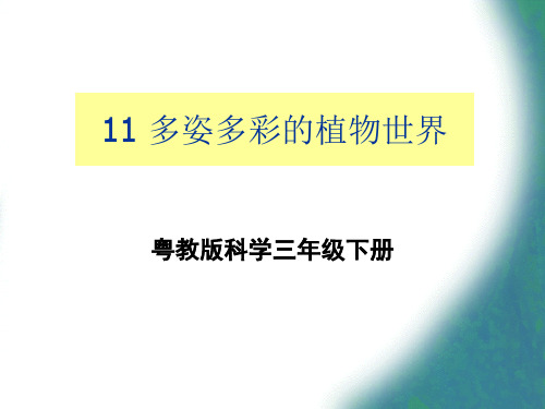 三年级下册科学课件-《11 多姿多彩的植物世界》｜粤科版 (共12张PPT)