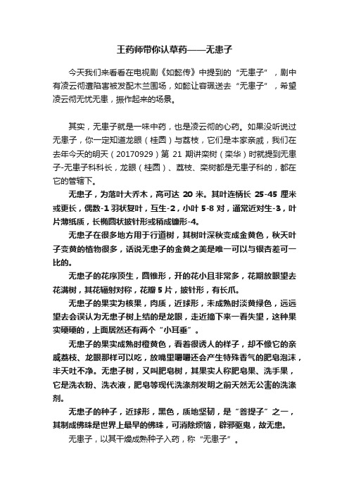 王药师带你认草药——无患子