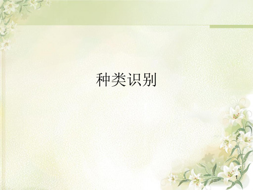 园林树木种类识别PPT精选文档