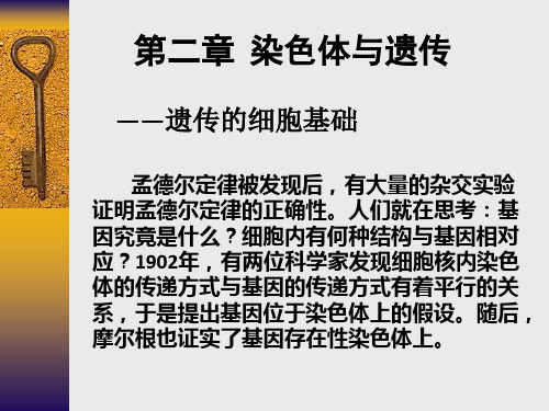 减数分裂中的染色体行为(1)