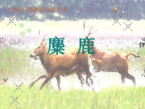 麋鹿课件