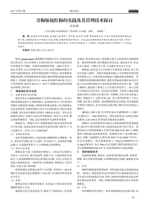 青梅嫁接红梅的实践及其管理技术探讨