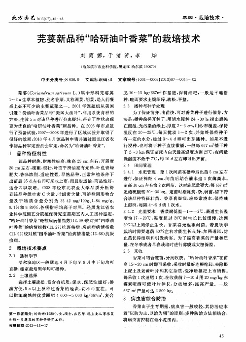 芫荽新品种“哈研油叶香菜”的栽培技术