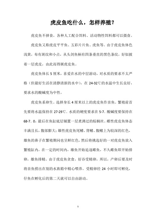 虎皮鱼吃什么,怎样养殖？