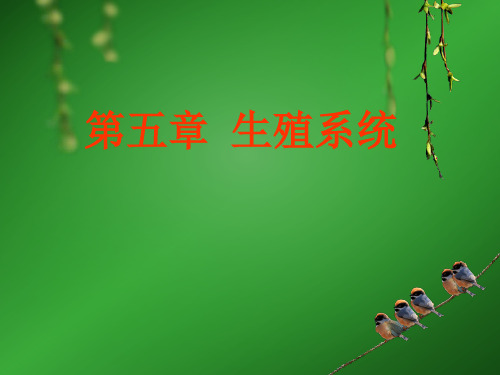 男性生殖系统