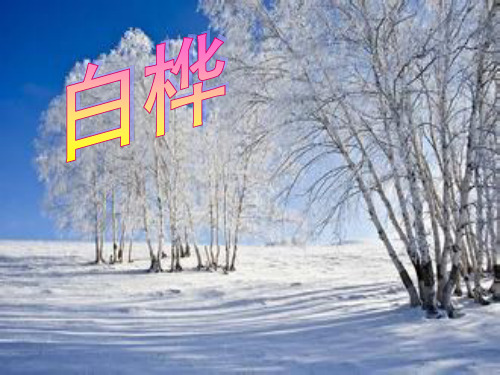 《白桦》
