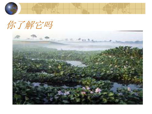 人教版八年级语文上册《生物入侵者》PPT课件