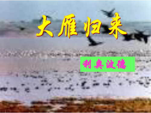八年级语文大雁归来3(中学课件201909)