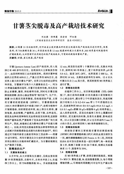 甘薯茎尖脱毒及高产栽培技术研究