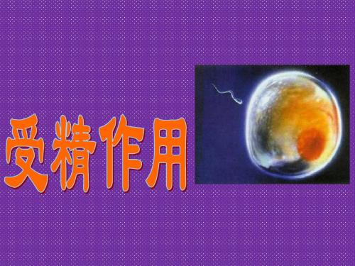 《受精作用》课件3(27张PPT)(中图版必修2)