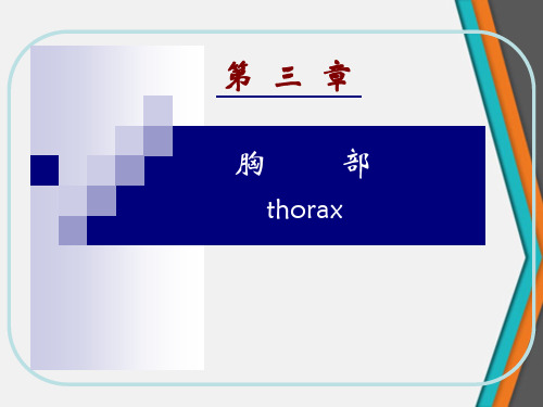 人体结构胸部