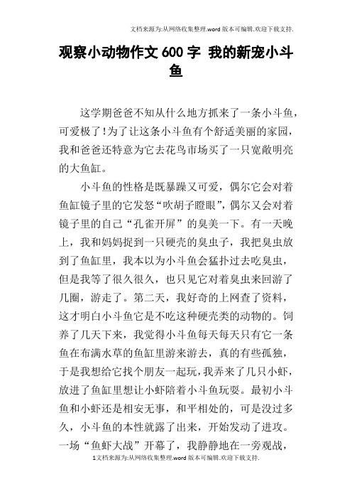 观察小动物作文600字我的新宠小斗鱼