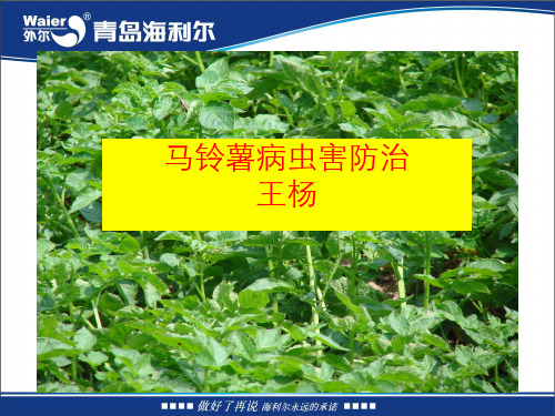 土豆病虫害防治技术PPT