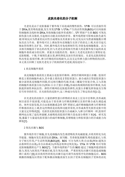 皮肤光老化的分子机制