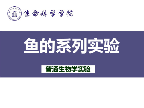 鱼的系列实验1