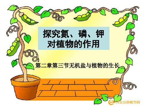 探究氮磷钾对植物的作用