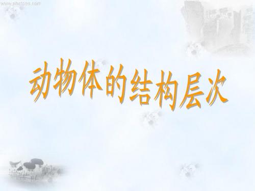 动物体的结构层次