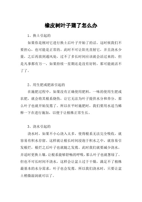 橡皮树叶子蔫了怎么办