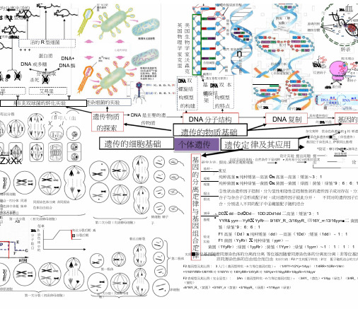 生物必修2遗传的物质和细胞基础、遗传定律的思维导图