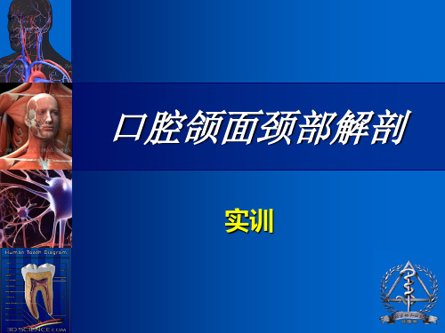 口腔颌面部血管