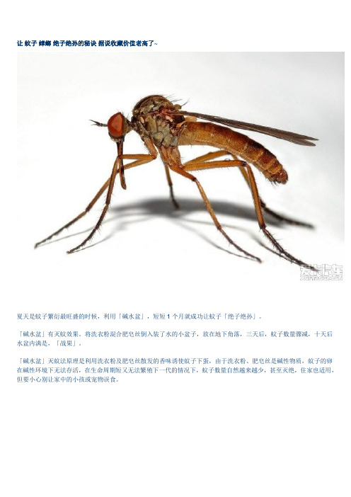 让 蚊子 蟑螂 绝子绝孙的秘诀