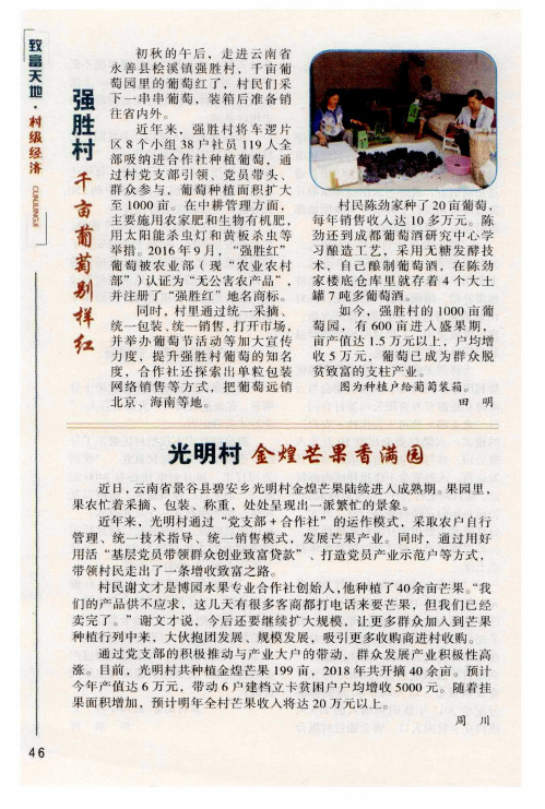 强胜村千亩葡萄别样红