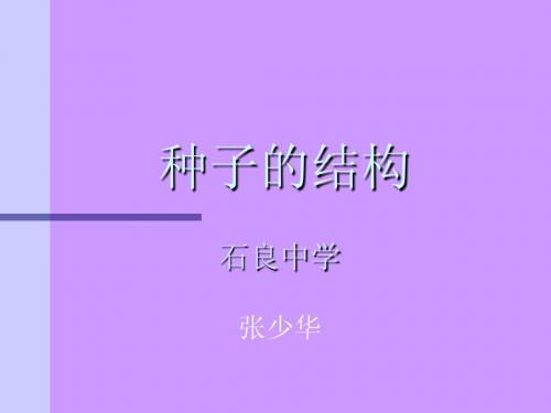 种子的结构