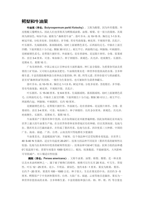 鳄梨和牛油果区别