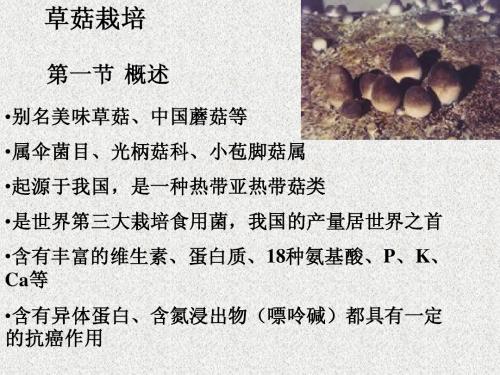 草菇栽培