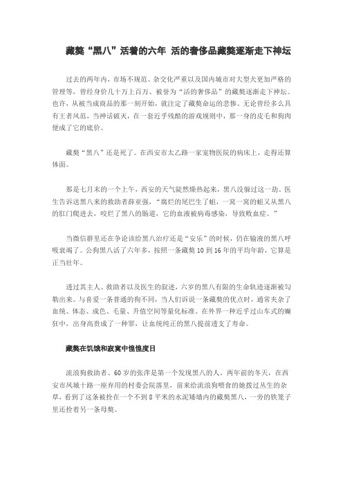 藏獒“黑八”活着的六年 活的奢侈品藏獒逐渐走下神坛
