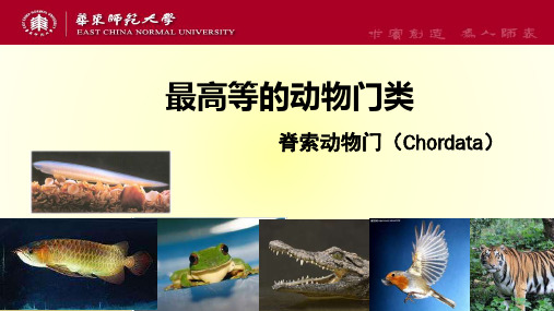 脊索动物及圆口纲1