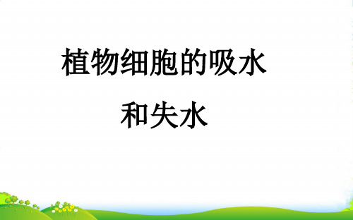 高中生物人教版必修一课件：Flash动态演示实验 4 植物细胞的吸水和失水