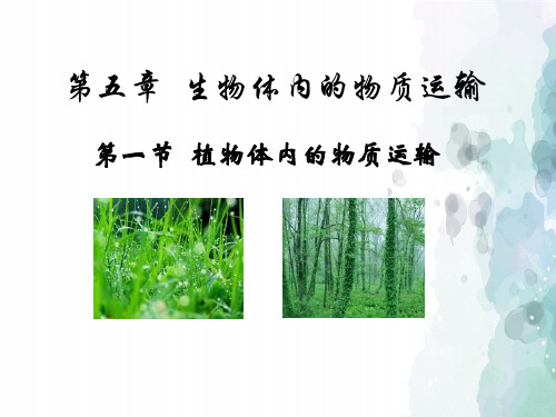 北京课改版-生物-七年级下册-5.1 植物体内的物质运输 第2课时