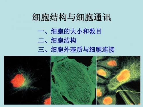 普通生物学03细胞结构与细胞通讯