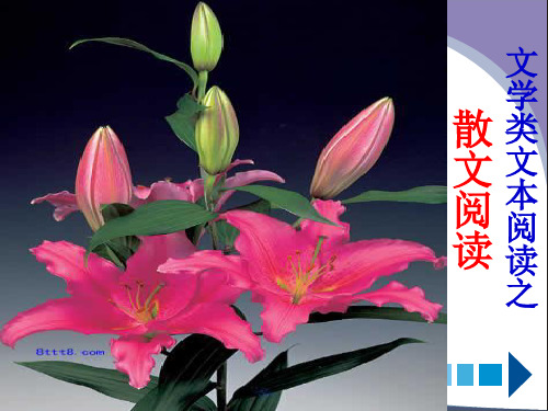 2019年第二轮复习：高考散文阅读-PPT课件