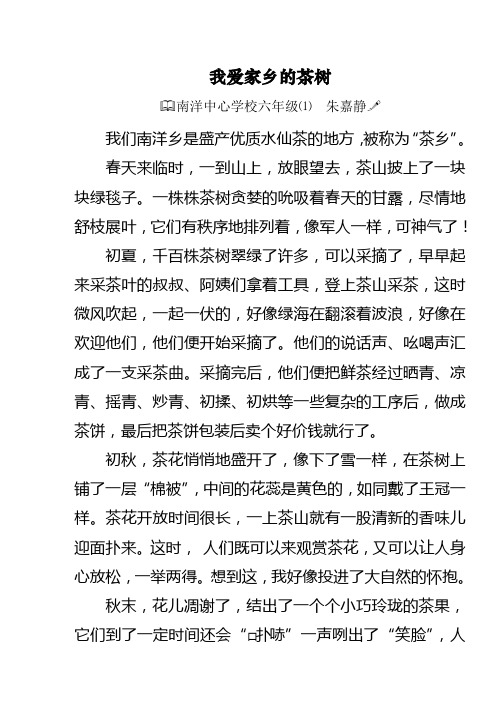 我爱家乡的茶树9