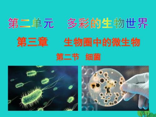 七年级生物上册2.3.2细菌课件(新版)济南版